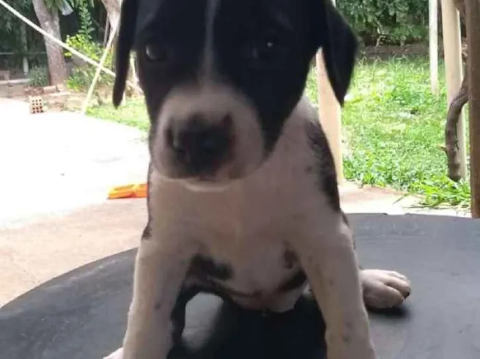 Cachorro ra a Vira lata idade 2 a 6 meses nome Ainda não coloquei
