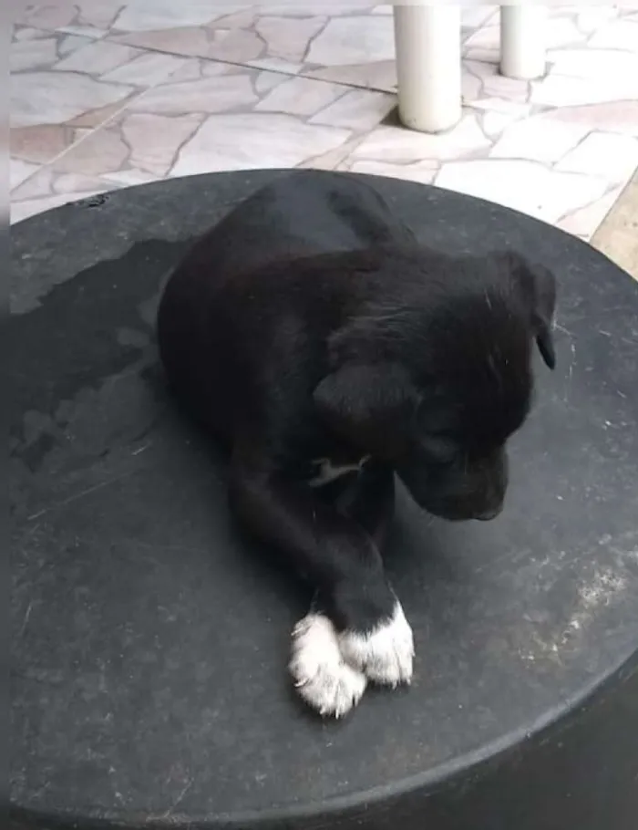 Cachorro ra a Vira lata idade 2 a 6 meses nome Ainda não coloquei