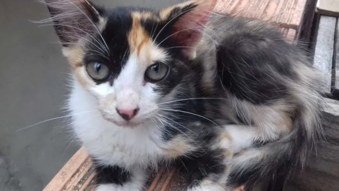Gato ra a  idade 2 a 6 meses nome Linda