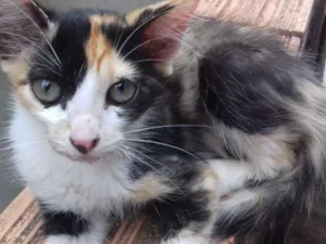 Gato raça  idade 2 a 6 meses nome Linda