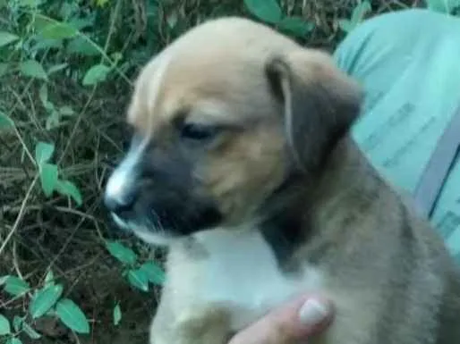 Cachorro ra a Srd idade Abaixo de 2 meses nome Romeu