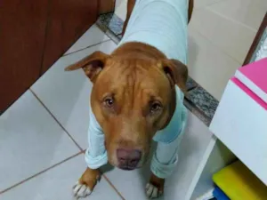 Cachorro raça Pit bull idade 4 anos nome Zeus
