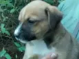 Romeu