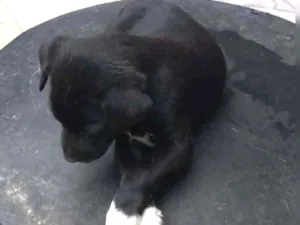 Cachorro raça Vira lata idade 2 a 6 meses nome Ainda não coloquei