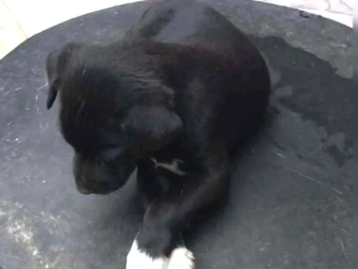 Cachorro ra a Vira lata idade 2 a 6 meses nome Ainda não coloquei