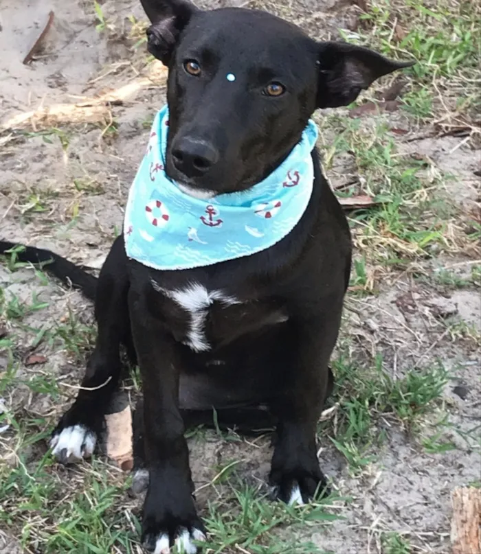 Cachorro ra a Sem raça definida idade 2 a 6 meses nome DI BLACK 