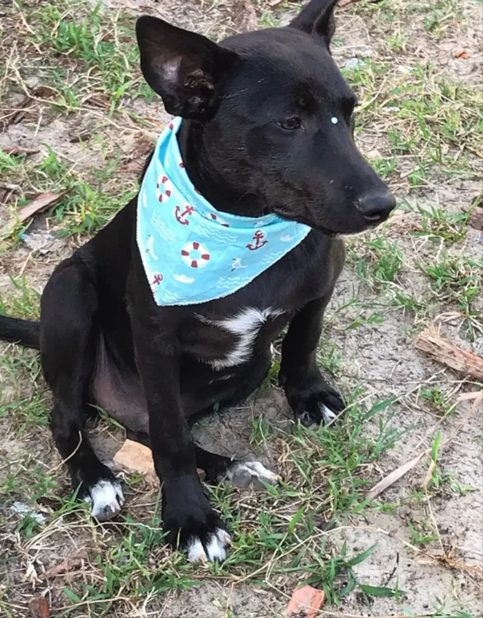 Cachorro ra a Sem raça definida idade 2 a 6 meses nome DI BLACK 