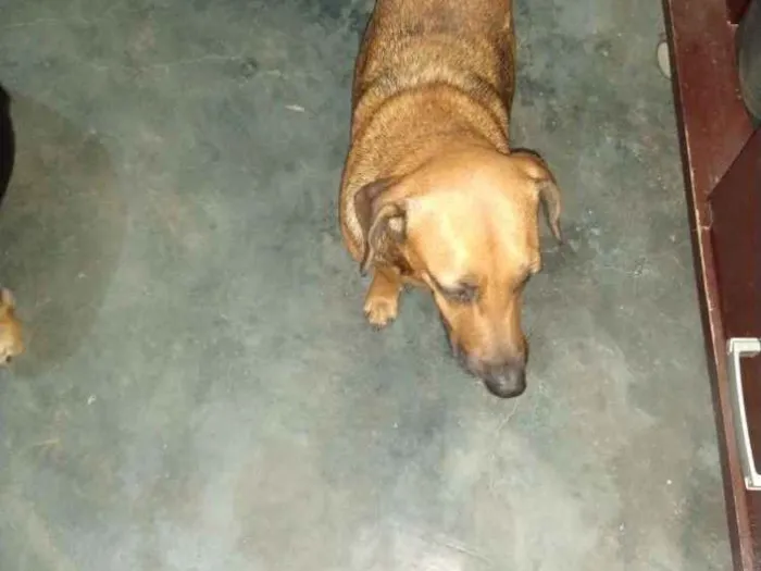 Cachorro ra a Vira lata idade 4 anos nome Valentina