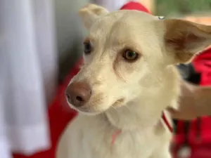 Cachorro raça Srd idade  nome Lua