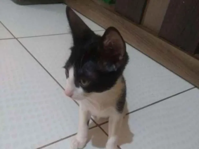 Gato ra a nao tem raca idade 2 a 6 meses nome pele ,tico,teco