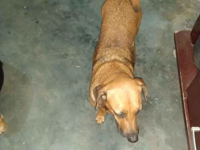 Cachorro ra a Vira lata idade 4 anos nome Valentina