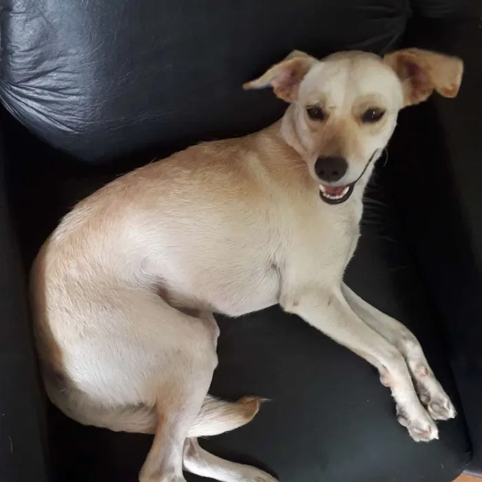 Cachorro ra a SRD idade 3 anos nome Luna