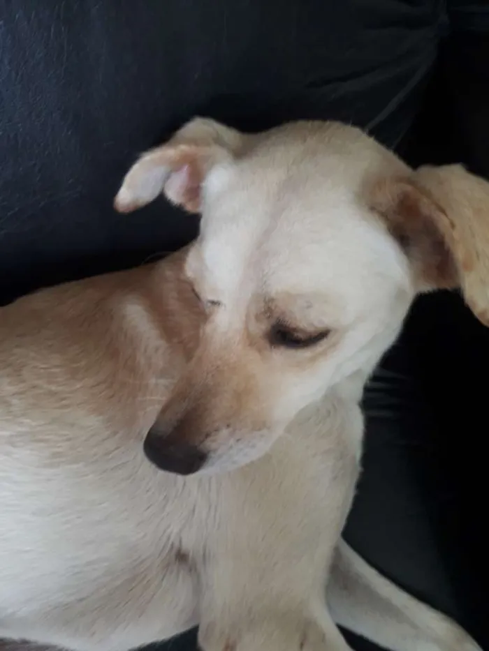 Cachorro ra a SRD idade 3 anos nome Luna