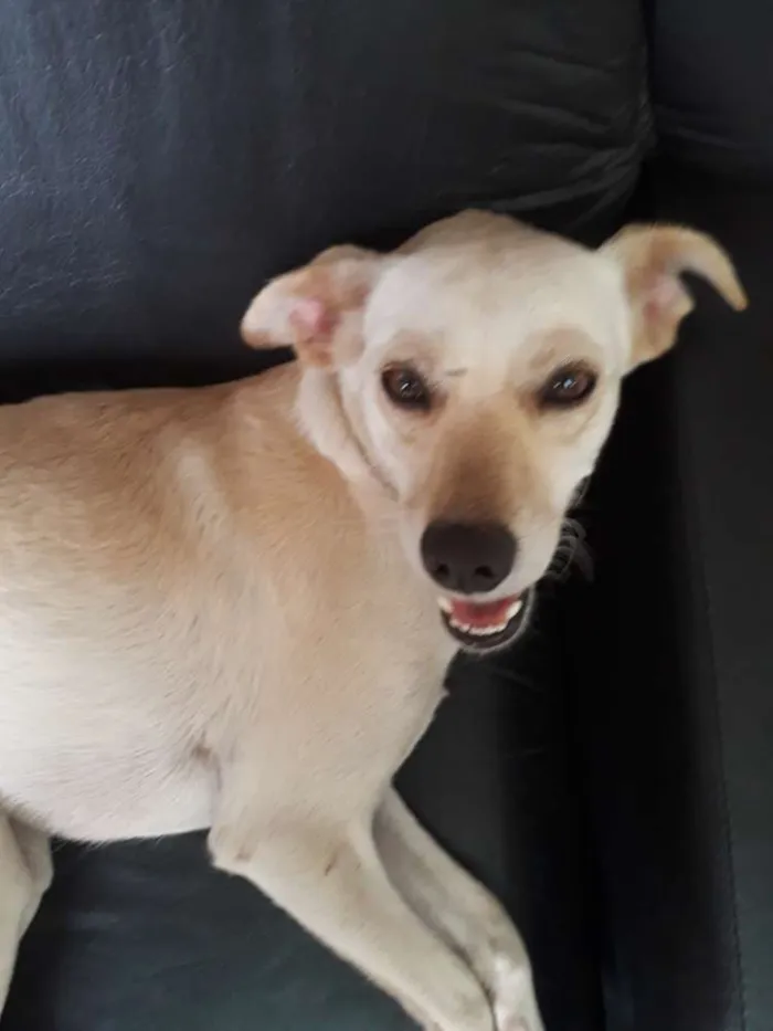 Cachorro ra a SRD idade 3 anos nome Luna
