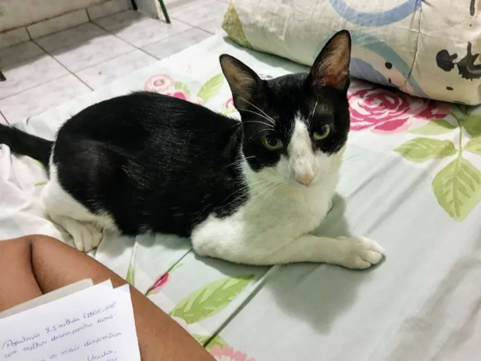 Gato ra a Indefinida idade 1 ano nome Rousseau