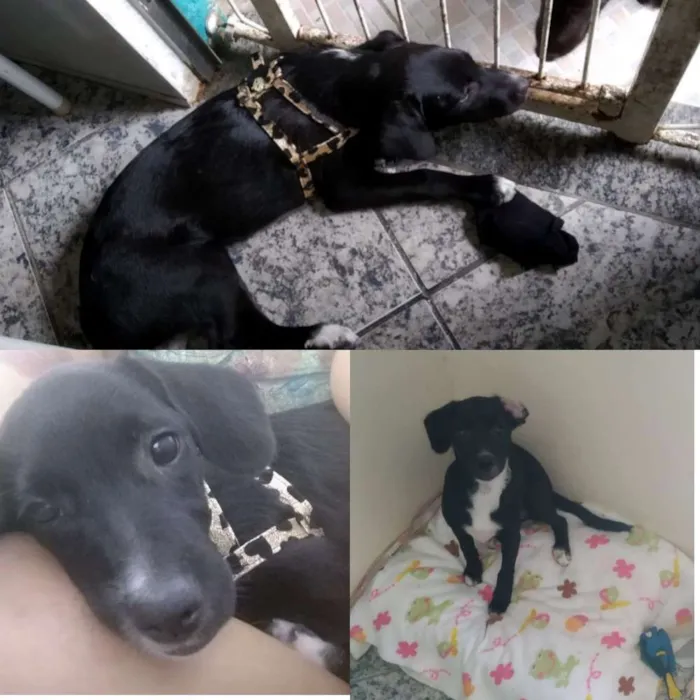 Cachorro ra a Vira lata idade 2 a 6 meses nome Sem nome