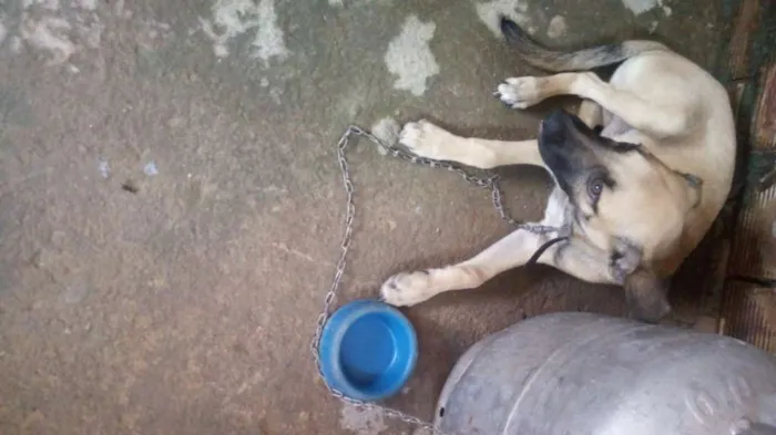 Cachorro raça Mestiça idade 7 a 11 meses nome Marley