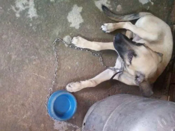Cachorro raça Mestiça idade 7 a 11 meses nome Marley