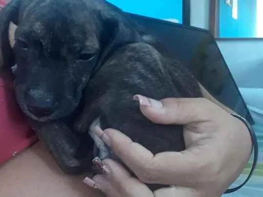 Cachorro ra a Vira lata idade 2 a 6 meses nome Neguinha