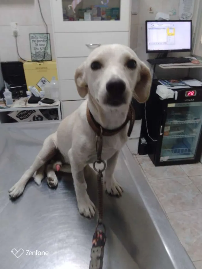 Cachorro ra a SRD idade 7 a 11 meses nome Nico