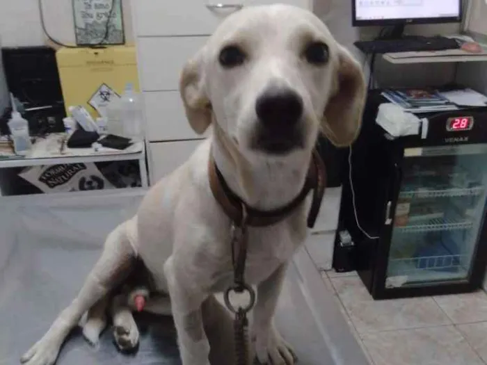 Cachorro ra a SRD idade 7 a 11 meses nome Nico