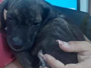 Cachorro raça Vira lata idade 2 a 6 meses nome Neguinha