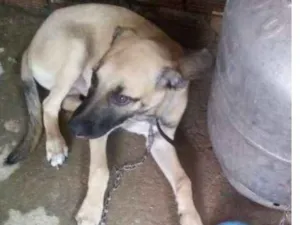 Cachorro raça Mestiça idade 7 a 11 meses nome Marley