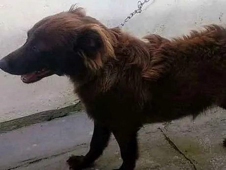 Cachorro ra a Poodle e Vira-lata idade 7 a 11 meses nome Léo