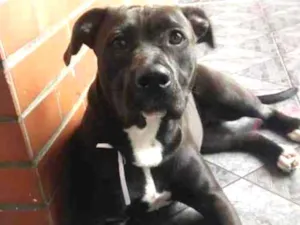 Cachorro raça Pitbull  idade 1 ano nome Zara
