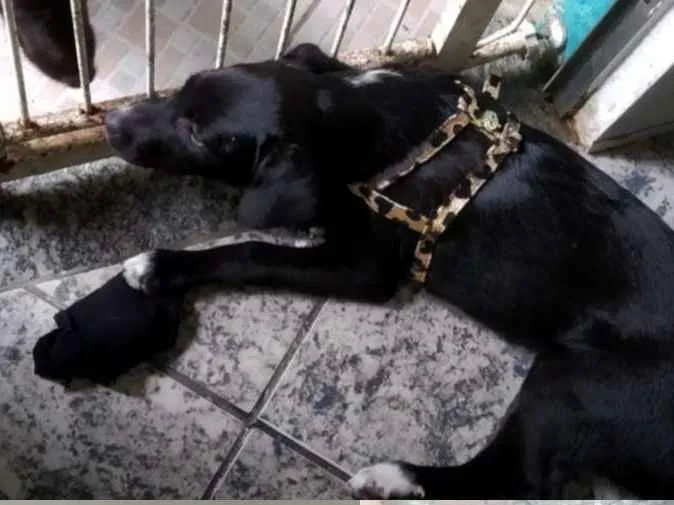 Cachorro ra a Vira lata idade 2 a 6 meses nome Sem nome