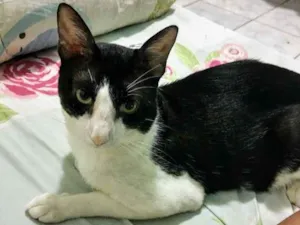 Gato raça Indefinida idade 1 ano nome Rousseau