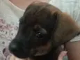 Mel