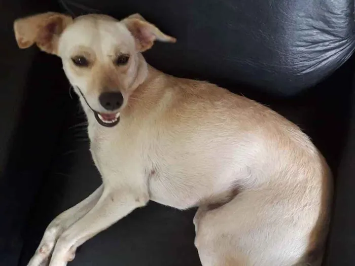 Cachorro ra a SRD idade 3 anos nome Luna