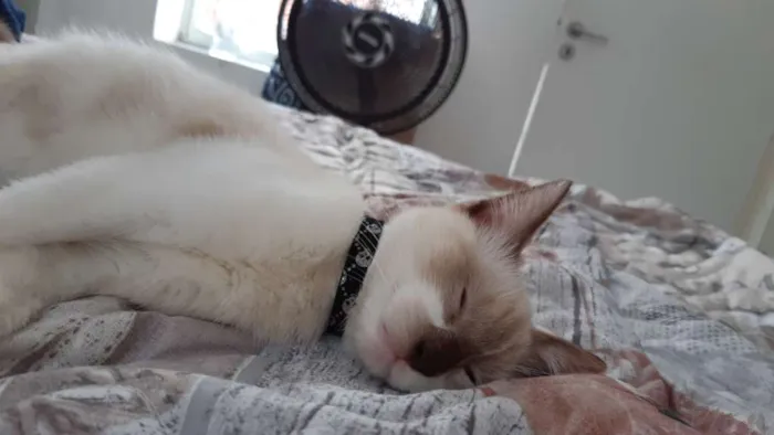 Gato ra a  idade 2 a 6 meses nome Marry