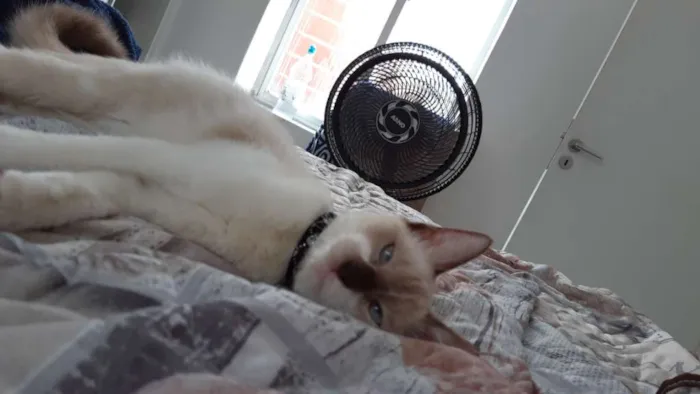 Gato ra a  idade 2 a 6 meses nome Marry