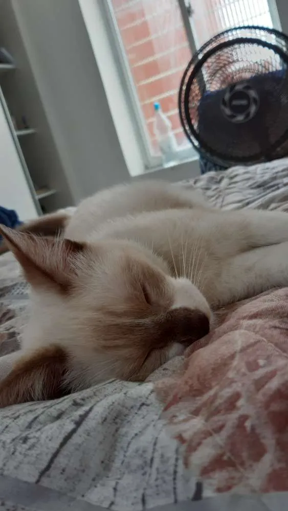 Gato ra a  idade 2 a 6 meses nome Marry