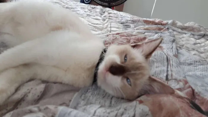Gato ra a  idade 2 a 6 meses nome Marry