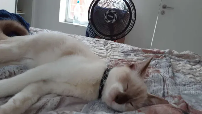Gato ra a  idade 2 a 6 meses nome Marry