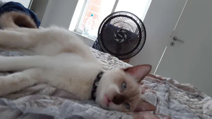 Gato ra a  idade 2 a 6 meses nome Marry