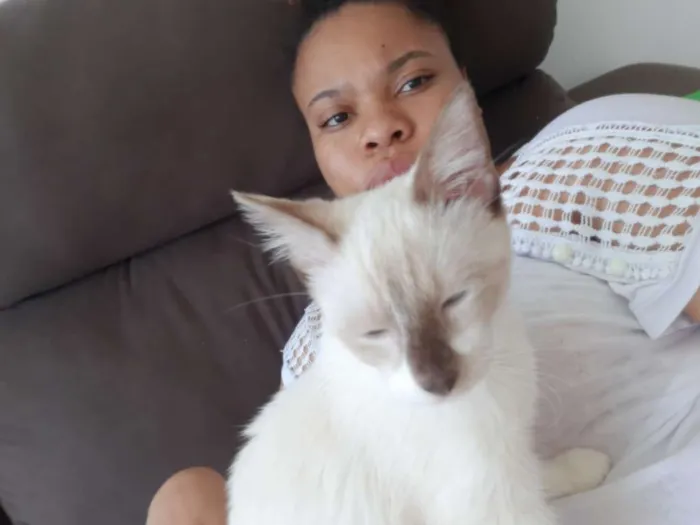 Gato ra a  idade 2 a 6 meses nome Marry