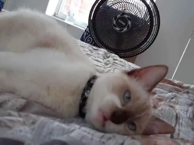 Gato ra a  idade 2 a 6 meses nome Marry