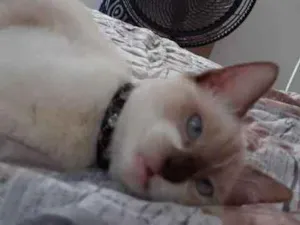 Gato raça  idade 2 a 6 meses nome Marry