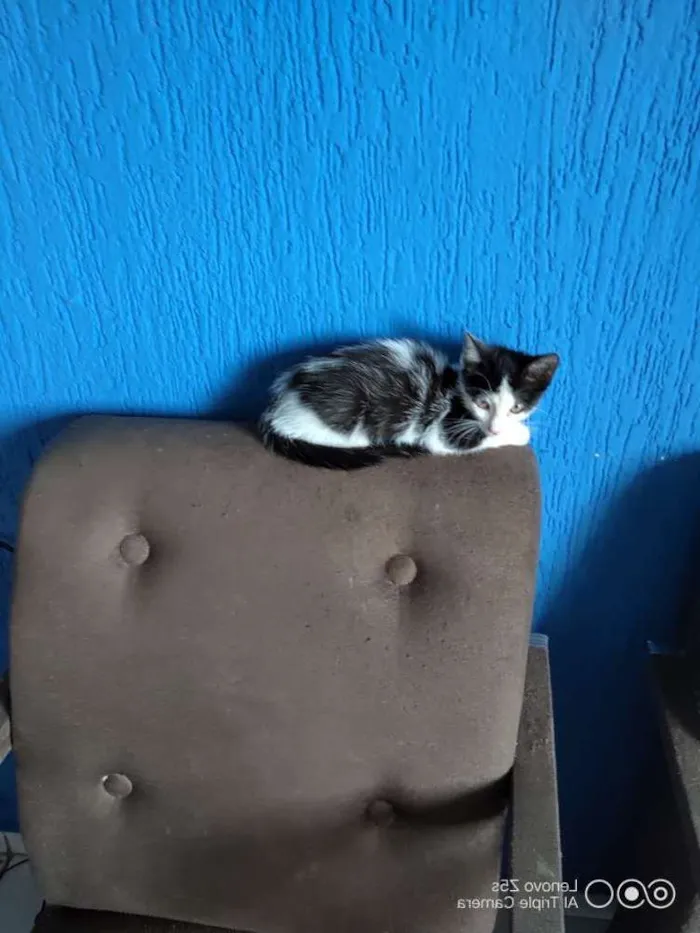Gato ra a Não sei pq peguei na rua idade 2 a 6 meses nome lola
