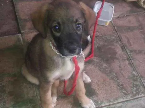 Cachorro ra a Vira-lata  idade 7 a 11 meses nome Xuxa,Negão, Gil