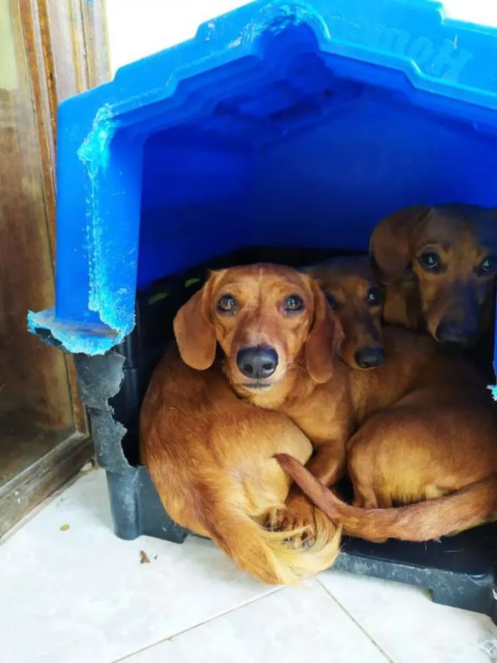 Cachorro ra a Basset idade 2 anos nome Sem nome