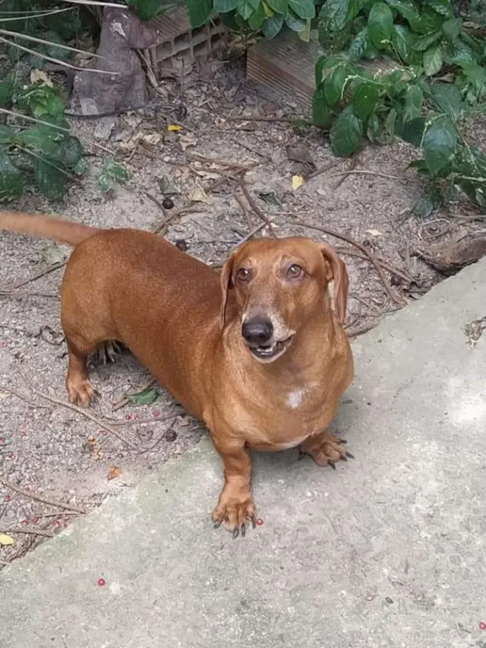 Cachorro ra a Basset idade 2 anos nome Sem nome