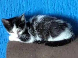 Gato raça Não sei pq peguei na rua idade 2 a 6 meses nome lola