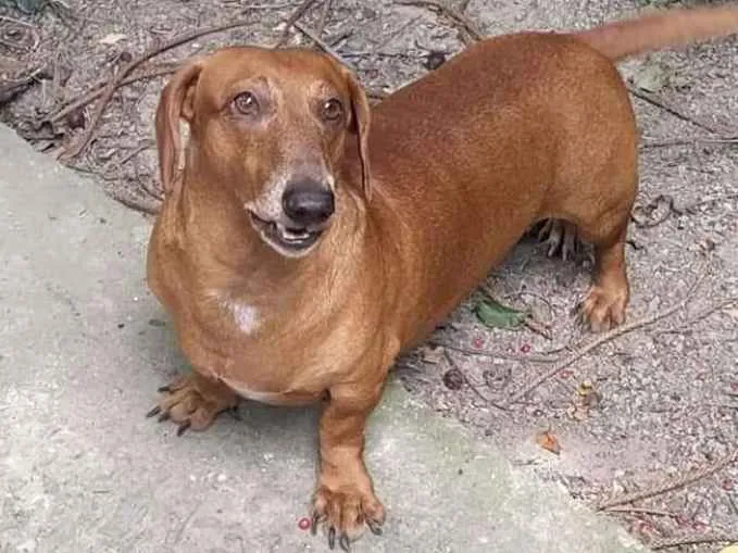Cachorro ra a Basset idade 2 anos nome Sem nome