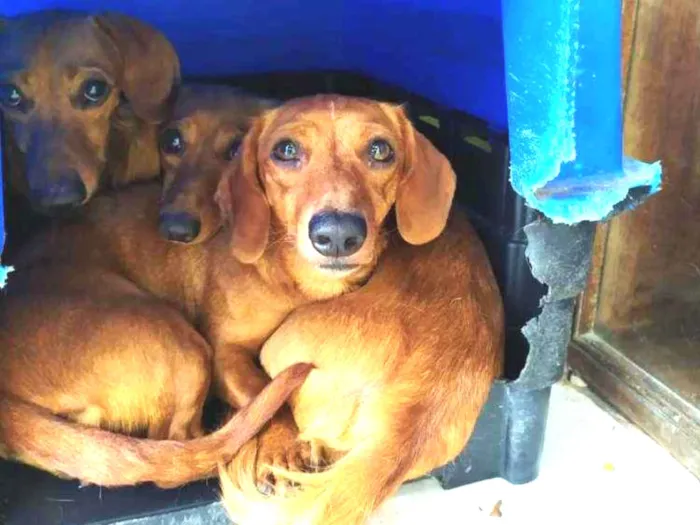 Cachorro ra a Basset idade 2 anos nome Sem nome