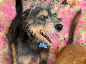 Cachorro raça Srd idade  nome Kiron